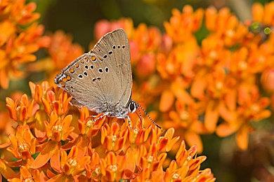 《宣誓》支持DLSS 3和光追 明年发售